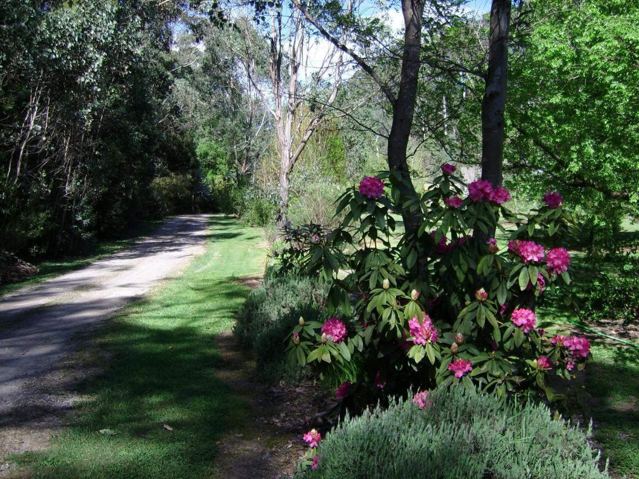 Shady Brook Cottages Harrietville Extérieur photo